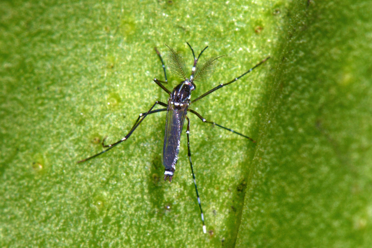 Culicidae:  Aedes albopictus maschio?